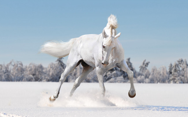 Обои картинки фото животные, лошади, характер, поле, снег, зима, белый, лошадь, конь