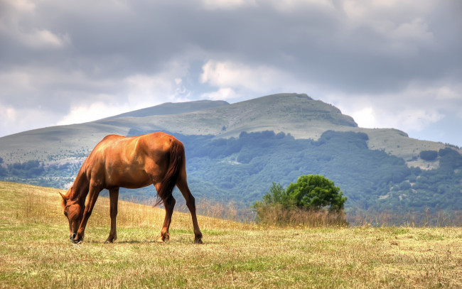 Обои картинки фото животные, лошади, лето, трава, облака, коричневый, горы, поле, небо, пасется, лошадь, конь