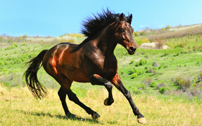 Обои картинки фото животные, лошади, небо, коричневый, скачет, конь, лошадь, поле, солнечно