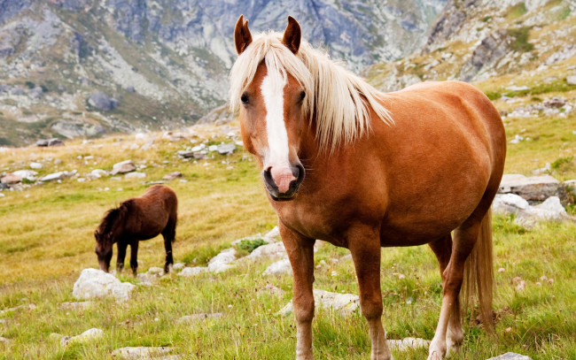 Обои картинки фото животные, лошади, пасутся, кони, трава, камни, горы