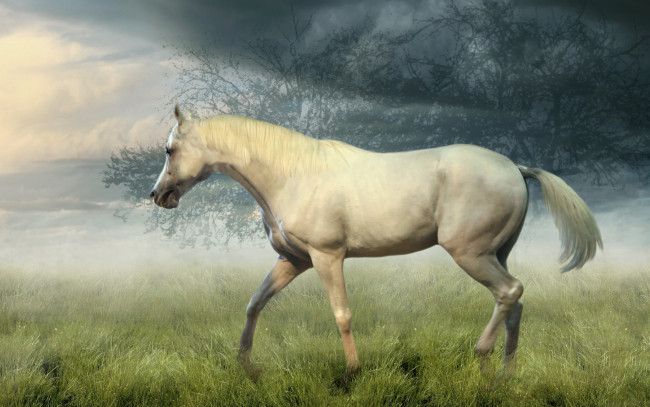 Обои картинки фото животные, лошади, поле, конь, лошадь, трава, туман, деревья, утро, белая, рендеринг
