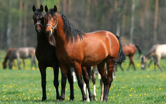 Обои картинки фото животные, лошади, зелень, лес, двое, кони, поле, гуляют, коричневые, лето, пара, два