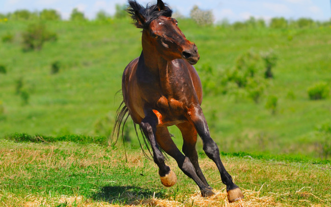 Обои картинки фото животные, лошади, зеленый, коричневый, красочно, зелень, трава, поле, несется, конь, лошадь