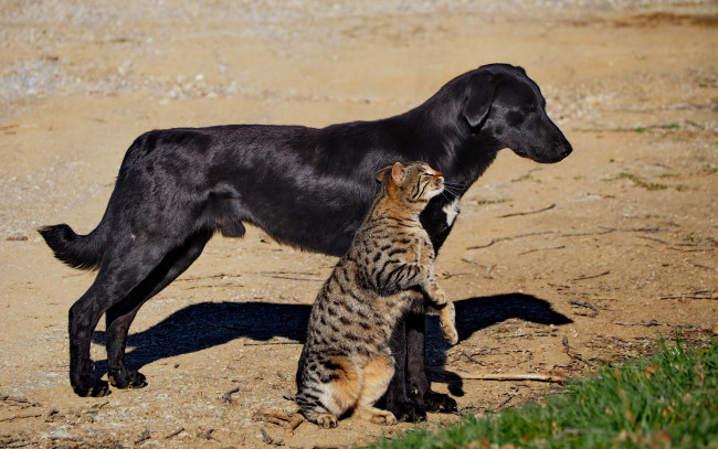 Обои картинки фото животные, разные вместе, собака, кот, кошка, дружба, друзья
