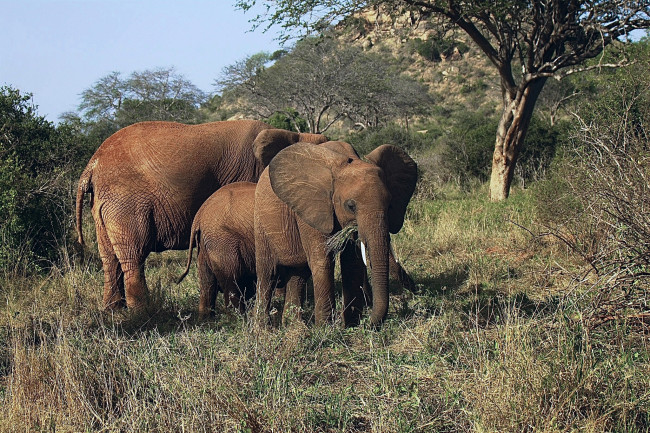 Обои картинки фото животные, слоны, семья