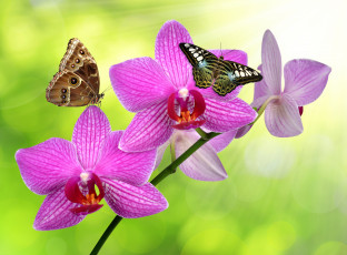 Картинка животные бабочки +мотыльки +моли зелень стебель фон блики бабачки орхидеи цветки