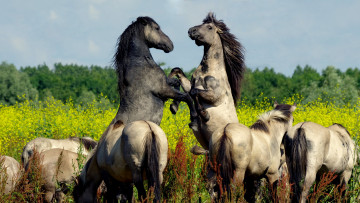 Картинка животные лошади кони природа фон