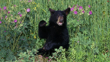 Картинка животные медведи луг черный медвежонок трава цветы