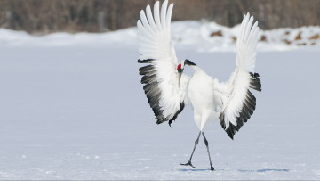 Картинка животные журавли японский журавль крылья снег зима птица танец