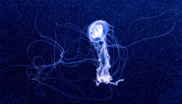 Картинка животные медузы щупальца вода медуа