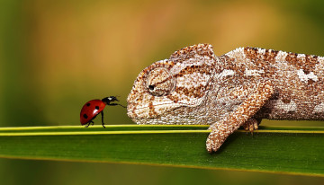 Картинка животные разные+вместе хамелеон стебель жук ящерица божья коровка насекомое
