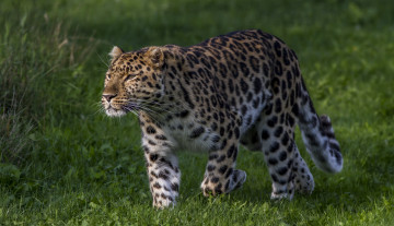 обоя amur leopard, животные, леопарды, хищник
