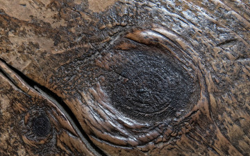 Картинка текстура разное текстуры древесина