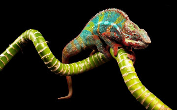 Картинка животные хамелеоны хамелеон ящерица бамбук цвета