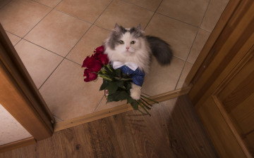 Картинка животные коты кошка вид сверху розы бардовые кот букет ситуация цветы взгляд