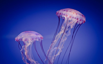 Картинка животные медузы щупальцы море купол медуза