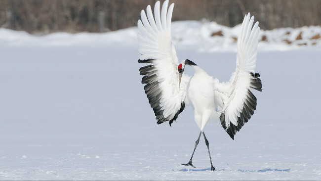 Обои картинки фото животные, журавли, японский, журавль, крылья, снег, зима, птица, танец