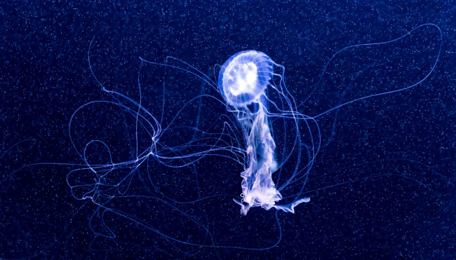 Обои картинки фото животные, медузы, щупальца, вода, медуа