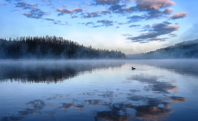 Обои картинки фото природа, реки, озера, лес, утро, облака, туман, озеро, гагара, птица, небо, холмы
