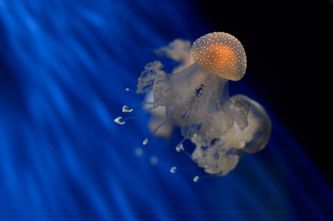Обои картинки фото животные, медузы, медуза, краски, море, купол, океан