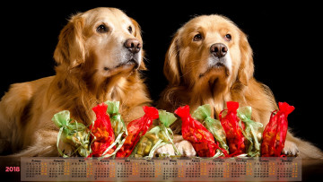Картинка календари животные подарок взгляд двое 2018 собака