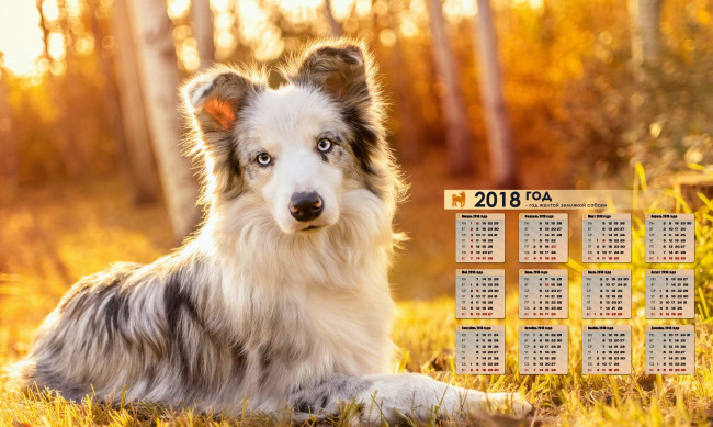 Обои картинки фото календари, животные, природа, трава, 2018, взгляд, собака