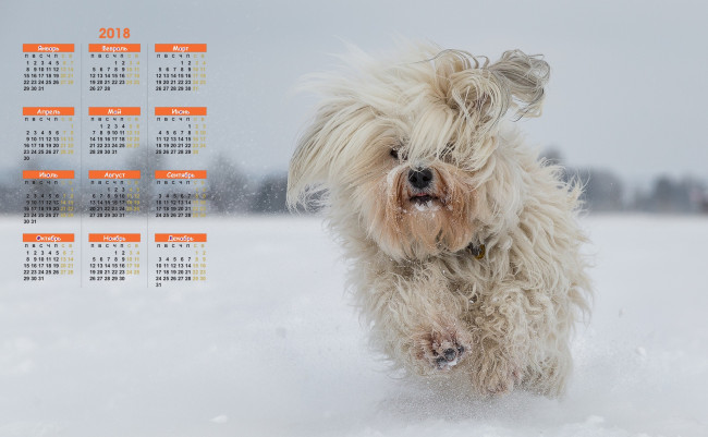 Обои картинки фото календари, животные, снег, бег, 2018, собака