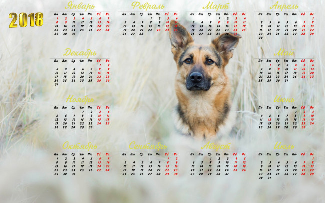 Обои картинки фото календари, животные, 2018, собака, взгляд