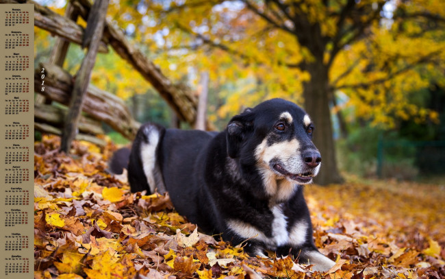 Обои картинки фото календари, животные, собака, 2018, листва, изгородь, дерево