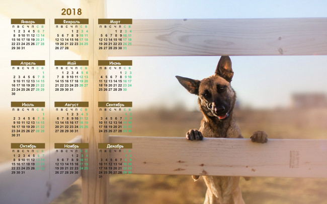 Обои картинки фото календари, животные, взгляд, собака, 2018