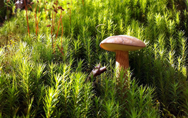 Обои картинки фото природа, грибы, одиночка, гриб, мох