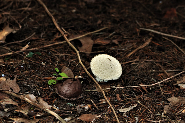 Обои картинки фото природа, грибы, дождевик