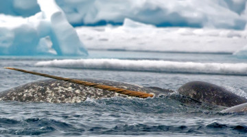 Картинка животные нарвалы нарвал рог море льды