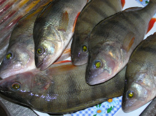 Картинка окуни еда рыба морепродукты суши роллы