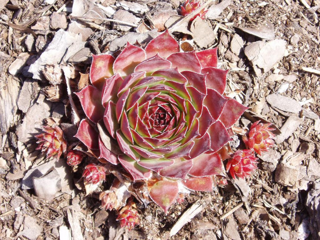 Обои картинки фото echeveria, цветы