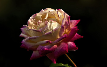 Картинка цветы розы двухцветная