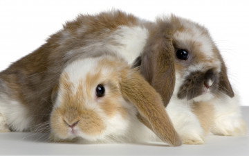 Картинка животные кролики зайцы парочка