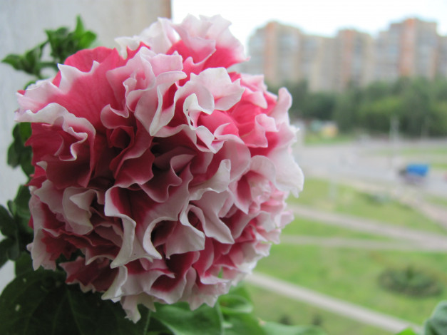 Обои картинки фото цветы, петунии, калибрахоа, бело-розовый