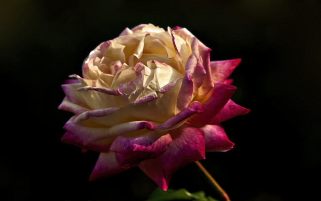 Обои картинки фото цветы, розы, двухцветная