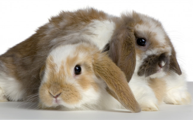 Обои картинки фото животные, кролики, зайцы, парочка