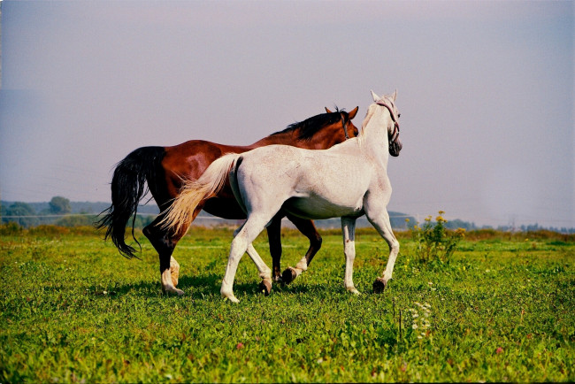 Обои картинки фото животные, лошади, кони, природа