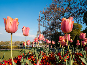 Картинка цветы тюльпаны парк башня