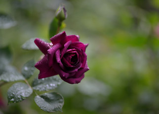 Картинка цветы розы бордовая капли