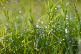 Картинка природа макро роса зеленый капли трава