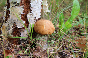 Картинка природа грибы береза