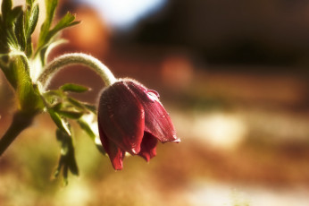 Картинка цветы анемоны +адонисы капли тюльпан стебель