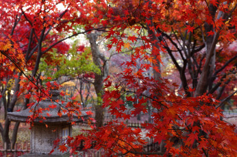 Картинка природа листья красные осень