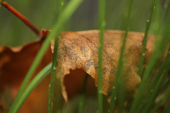 Картинка природа листья макро опавший лист осень