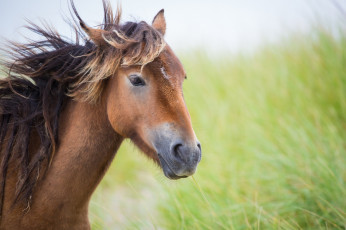 Картинка животные лошади конь морда грива ветер