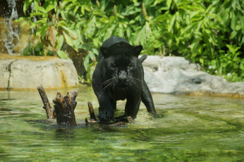 обоя животные, пантеры, черный, ягуар, водоем, купание